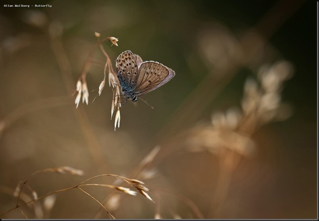 5640-                              allan_wallberg_-_butterfly